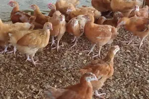 Day One Chicks