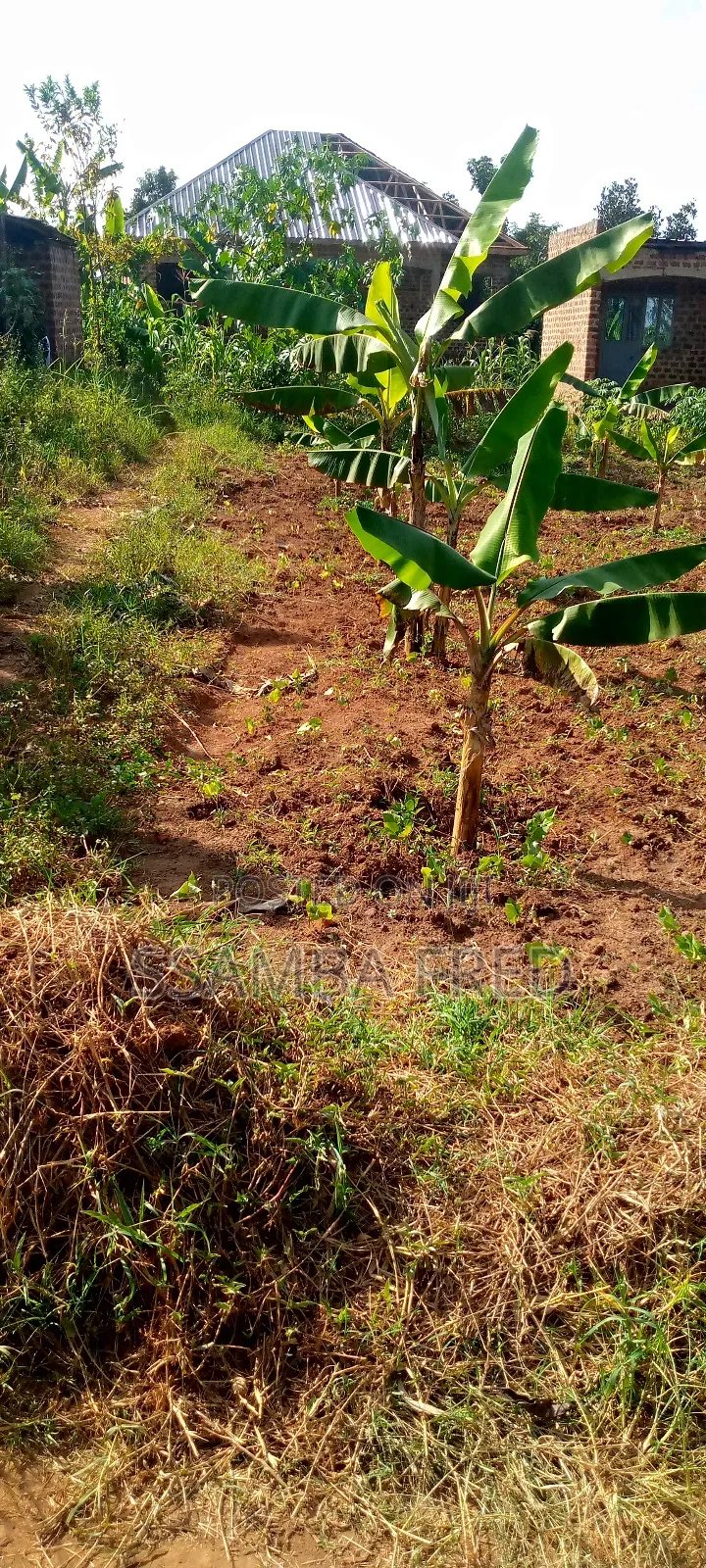 Good Plot for Sale Located Jjagala