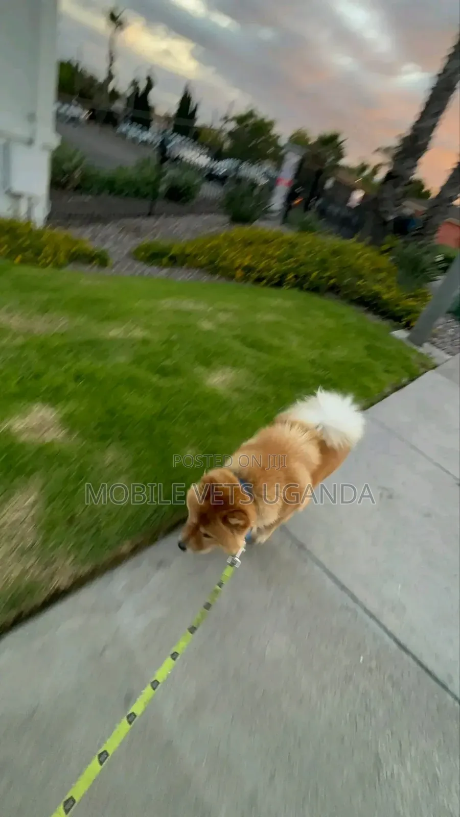 3-6 months Male Purebred Chow Chow