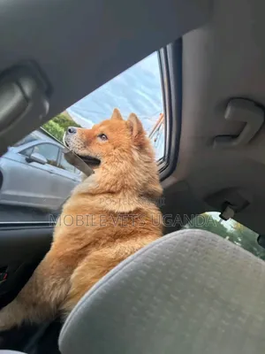 6-12 months Female Purebred Chow Chow