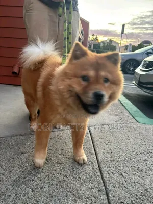 1+ year Male Purebred Chow Chow