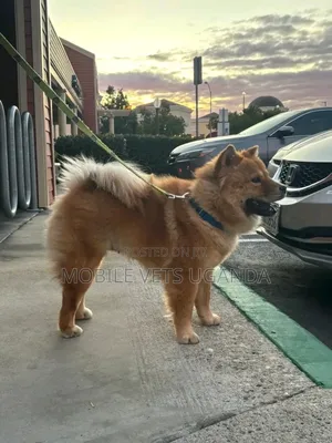 1+ year Male Purebred Chow Chow