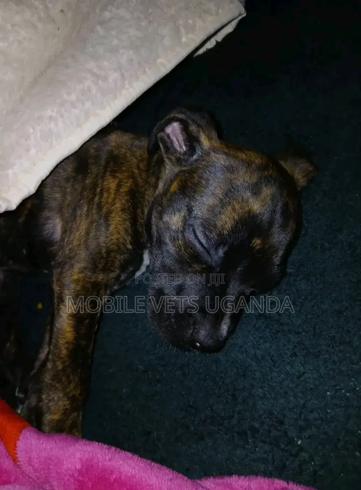 0-1 month Male Purebred Boerboel