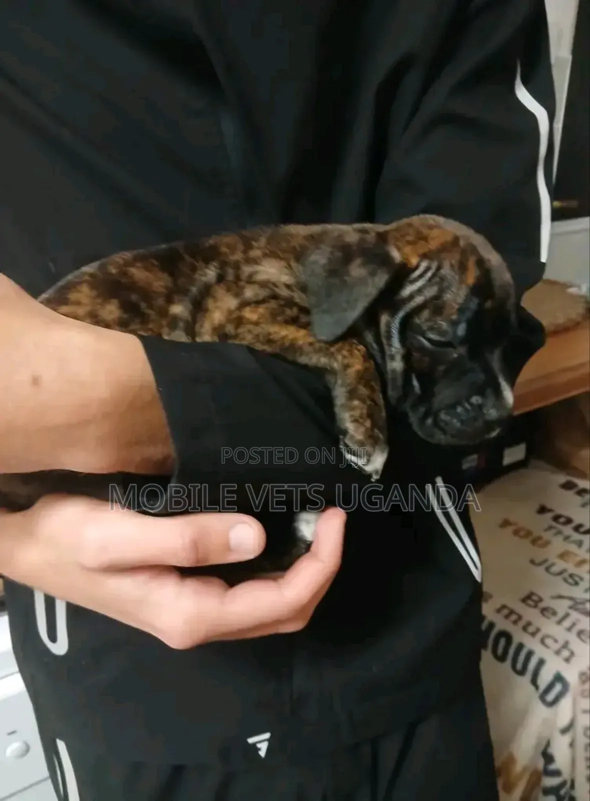 0-1 month Female Purebred Boerboel