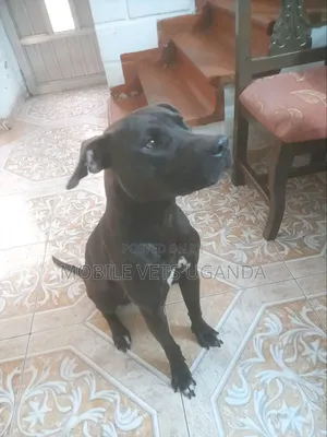 6-12 months Male Purebred Boerboel