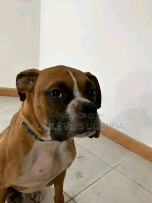 3-6 months Male Purebred Boxer