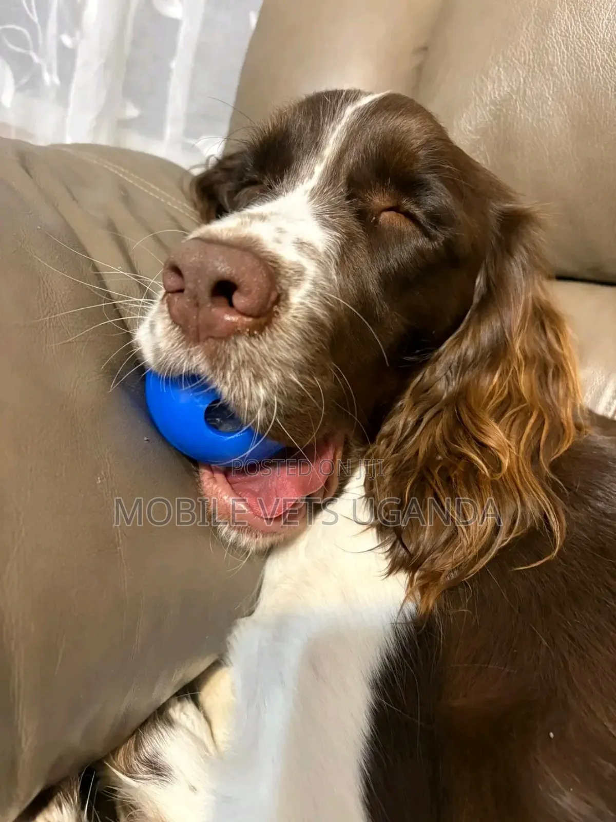 3-6 months Female Purebred Welsh Springer Spaniel