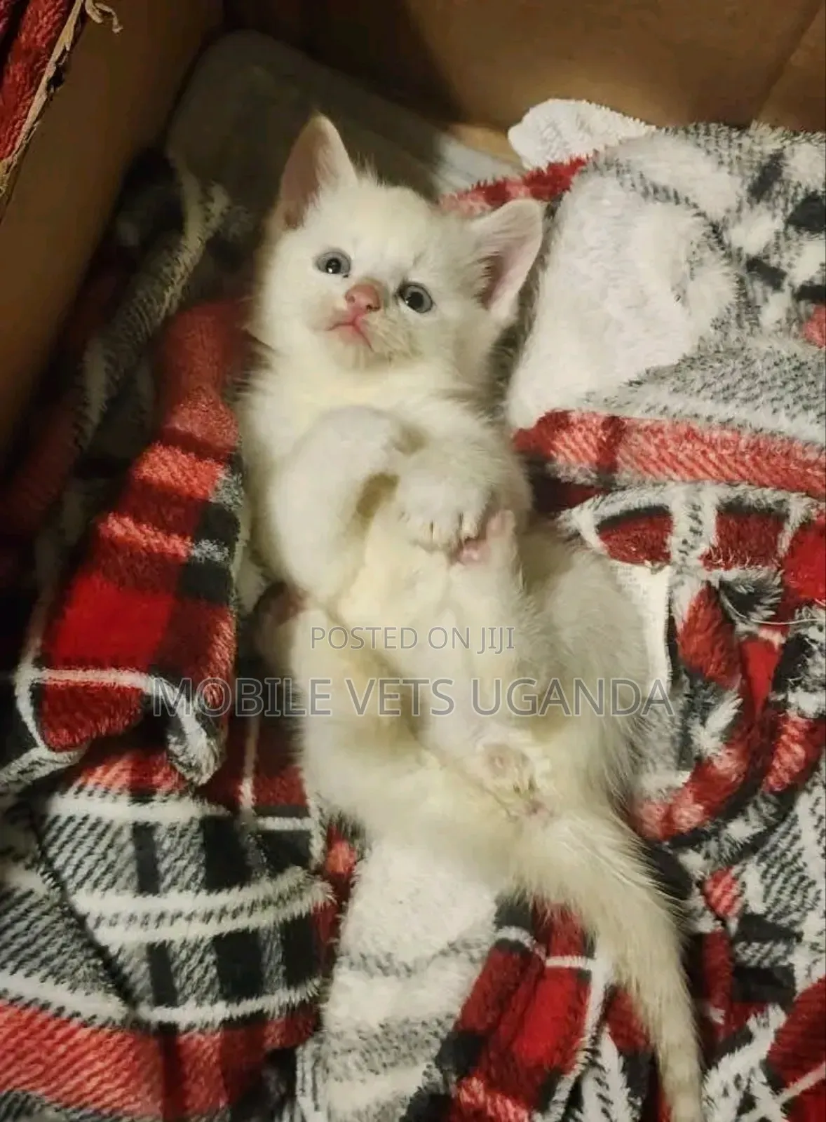 0-1 month Male Purebred Havana Brown