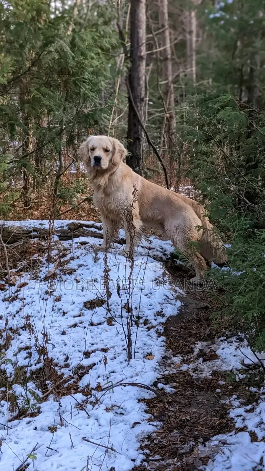 1+ year Female Purebred Golden Retriever