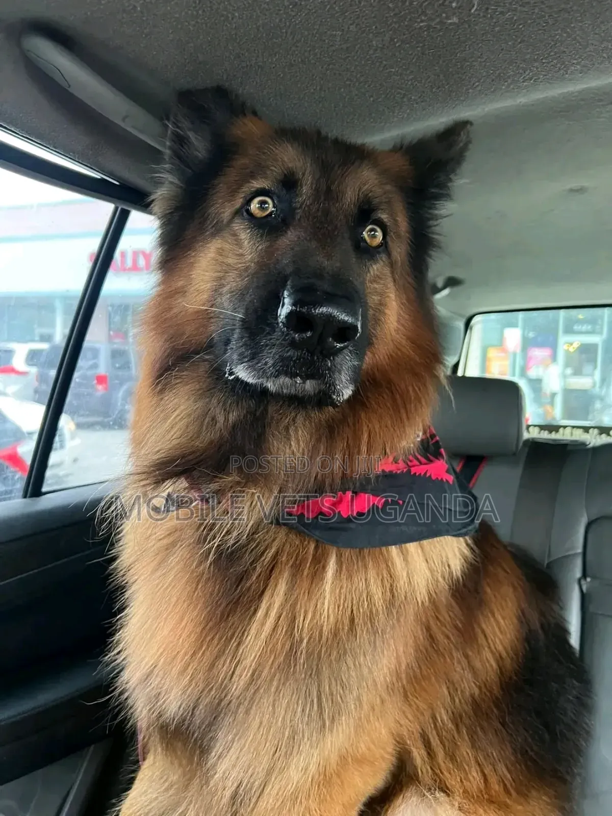 6-12 months Male Purebred German Shepherd
