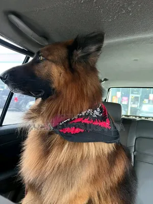 6-12 months Female Purebred German Shepherd
