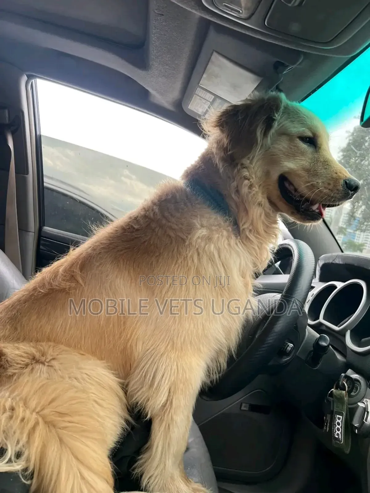 3-6 months Male Purebred Golden Retriever