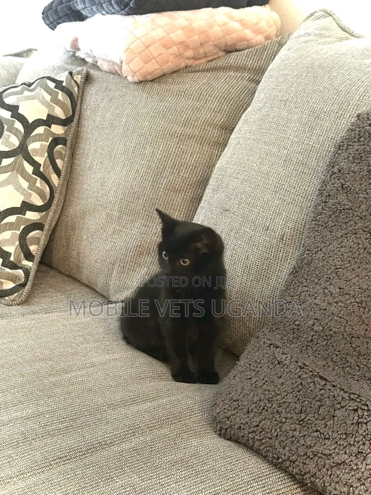1-3 months Male Purebred Nebelung