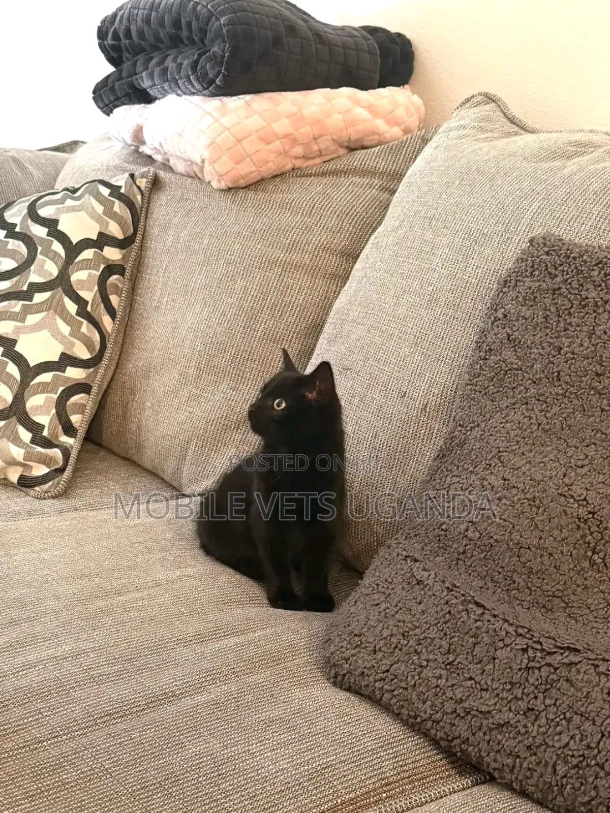 3-6 months Male Purebred Japanese Bobtail