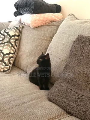 3-6 months Male Purebred Japanese Bobtail