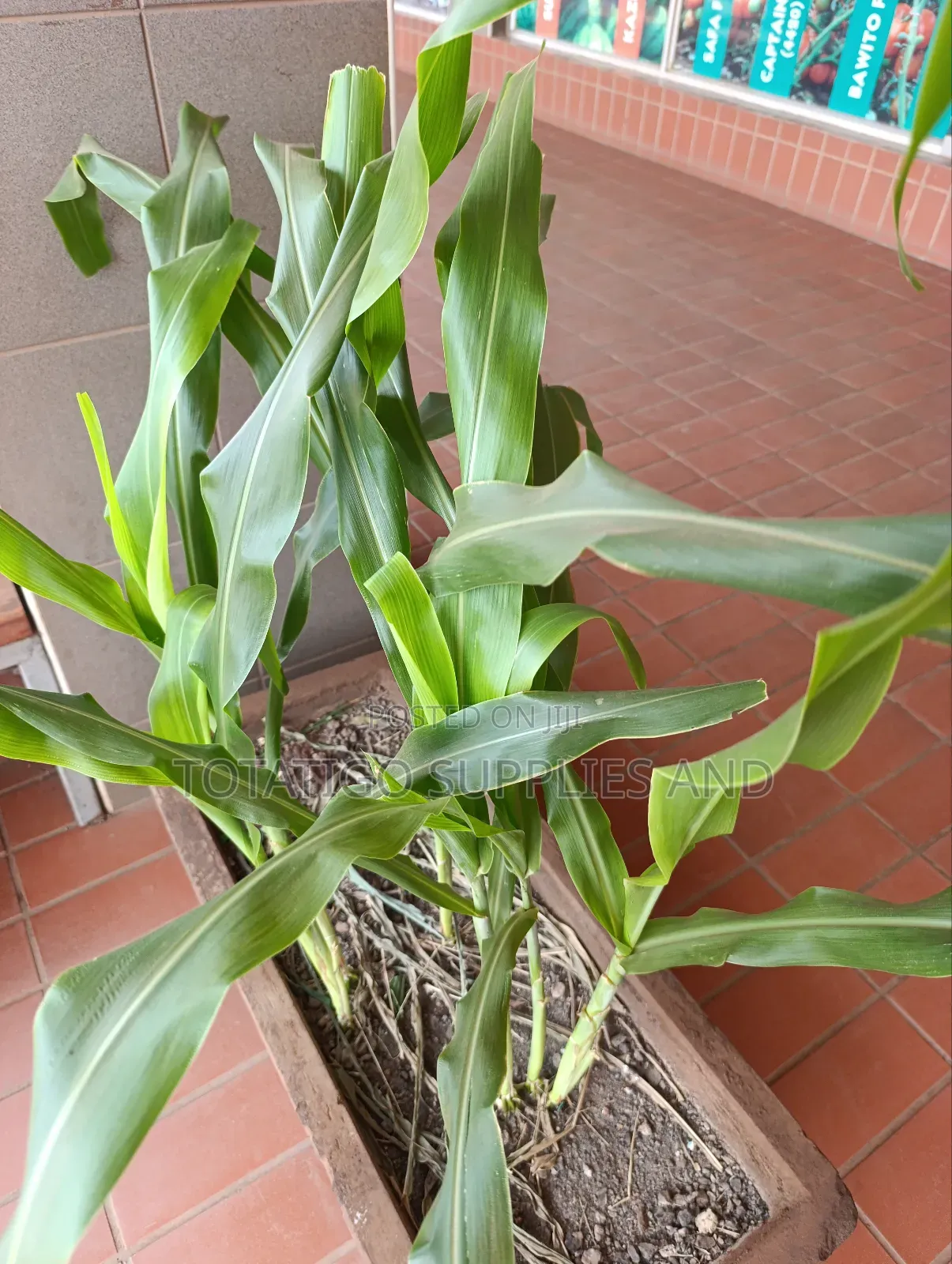 Sugargraze Forage Sorghum-1kg