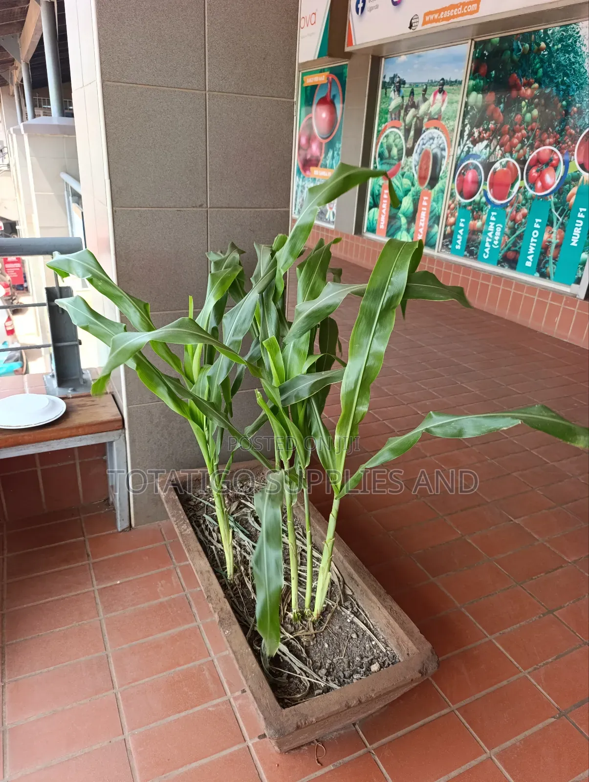 Sugargraze Forage Sorghum-1kg