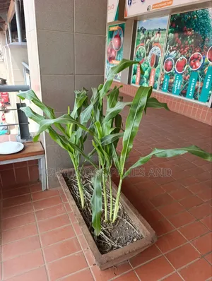 Sugargraze Forage Sorghum-1kg