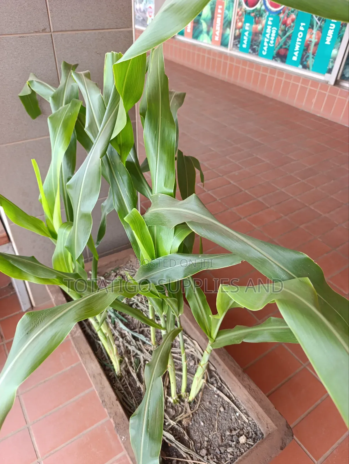 Sugargraze Forage Sorghum-1kg
