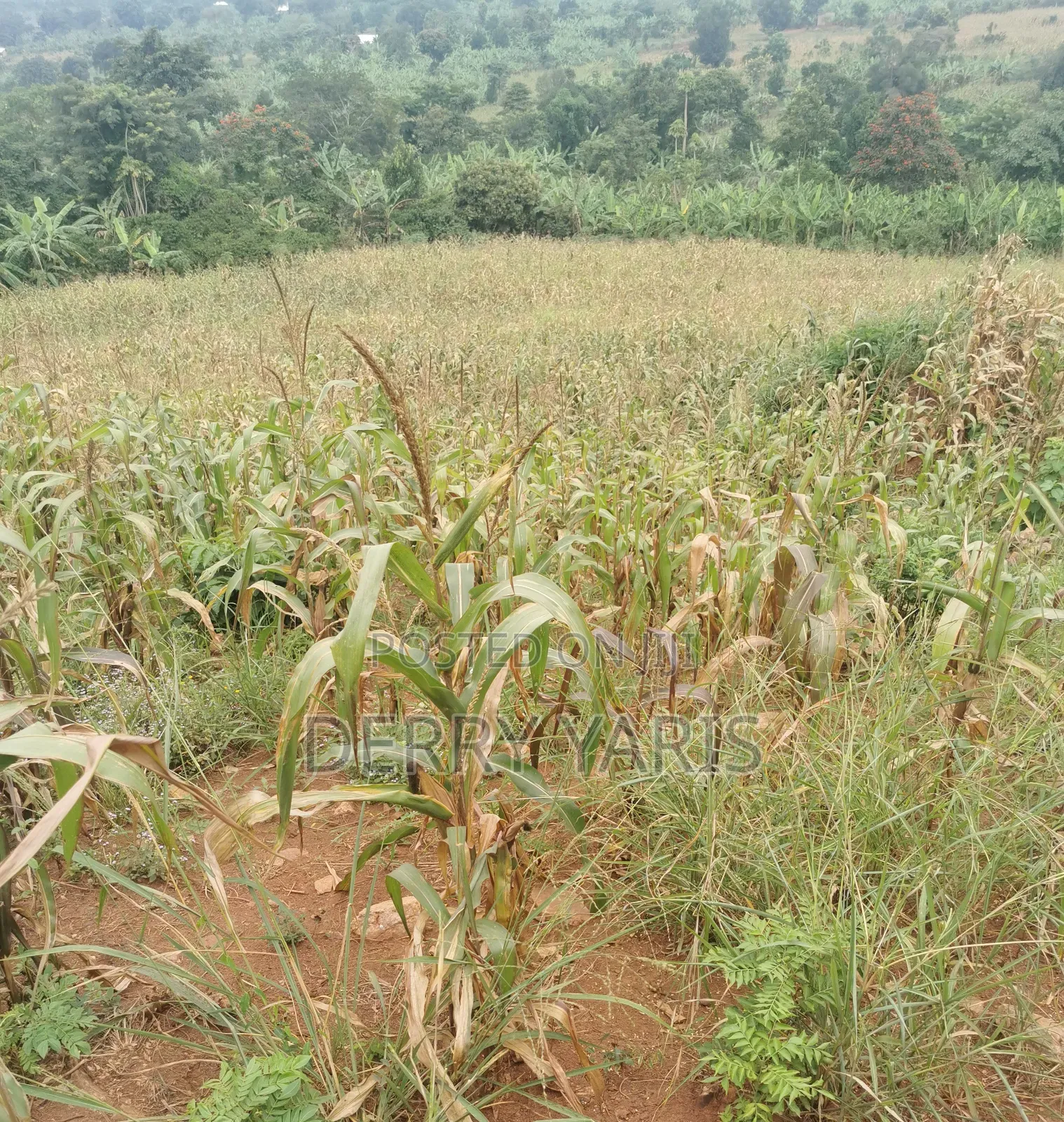 17m Per Acre Land for Sale in Nakaseke 20 Minutes From Wobulenzi Town