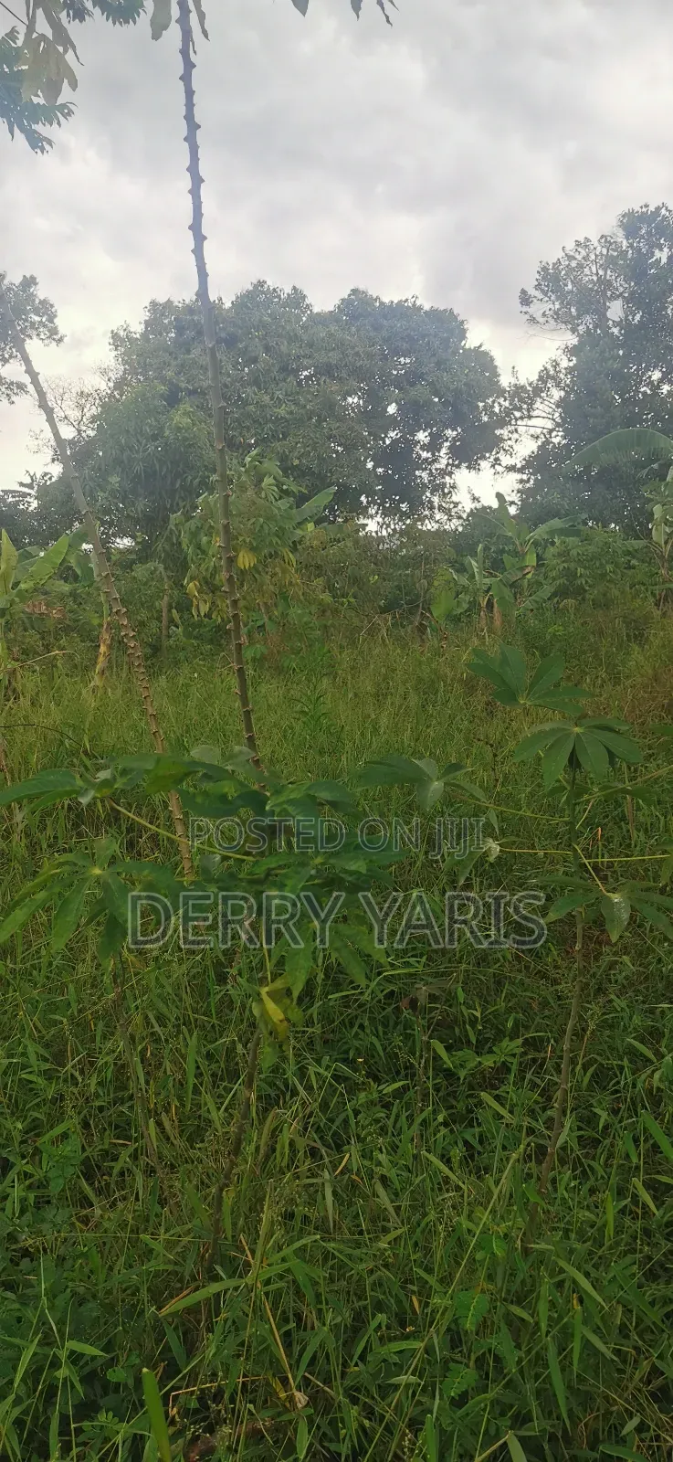 17m Per Acre Land for Sale in Nakaseke 20 Minutes From Wobulenzi Town