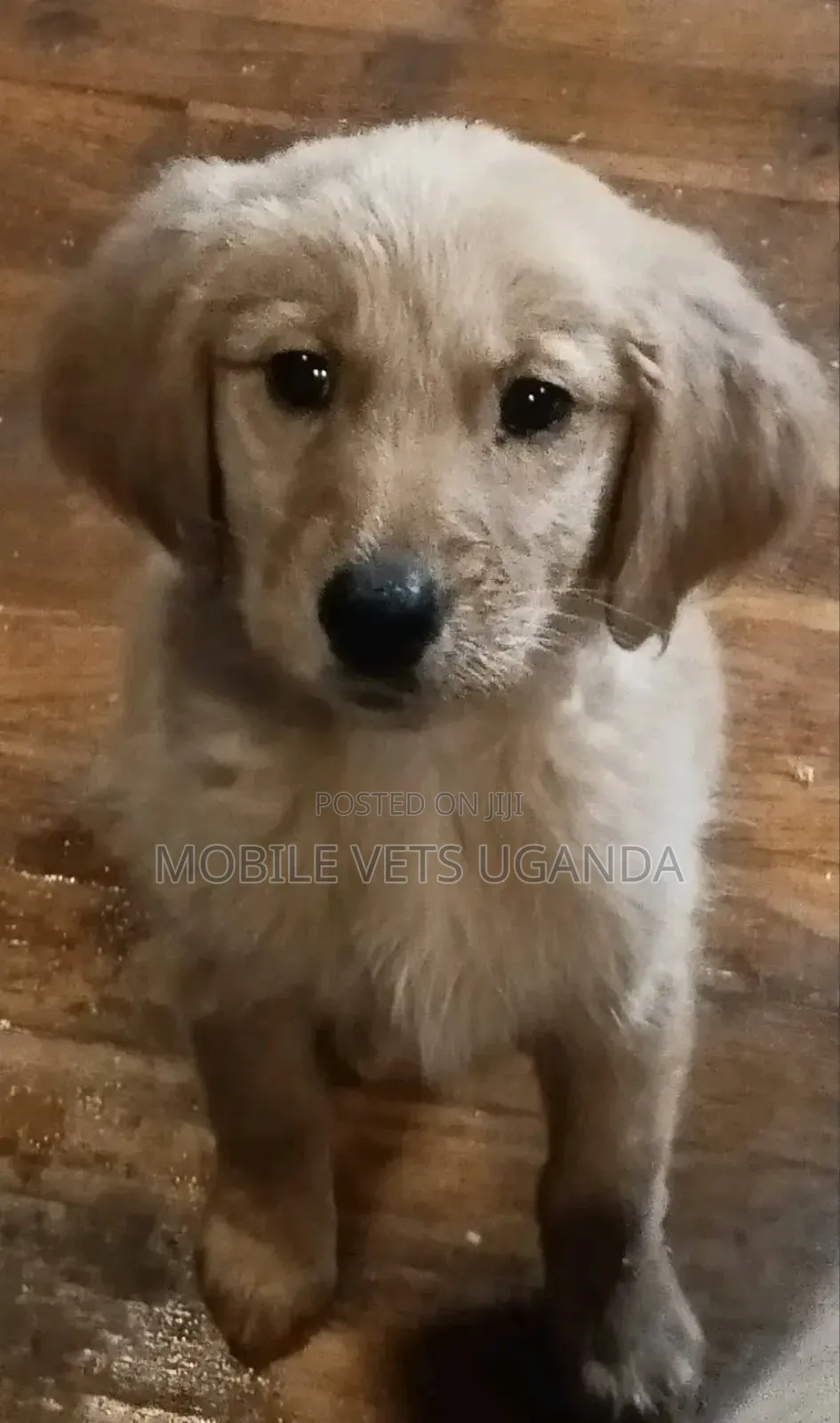 1-3 months Female Purebred Golden Retriever