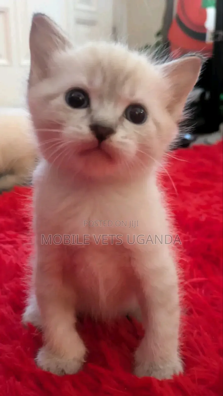 1-3 months Male Purebred Himalayan