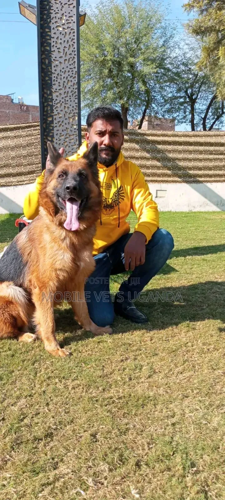 6-12 months Male Purebred German Shepherd