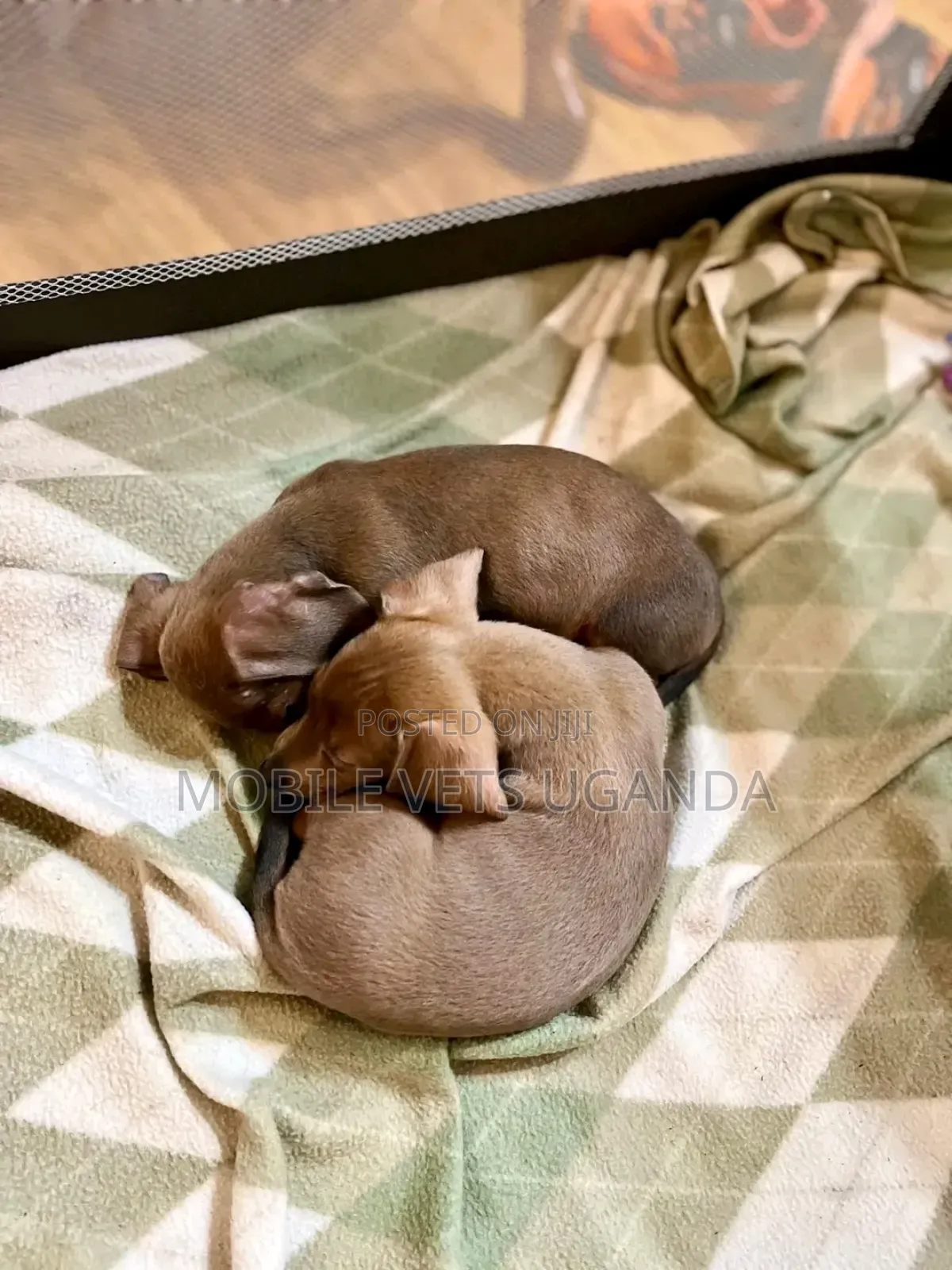 0-1 month Female Purebred Dachshund