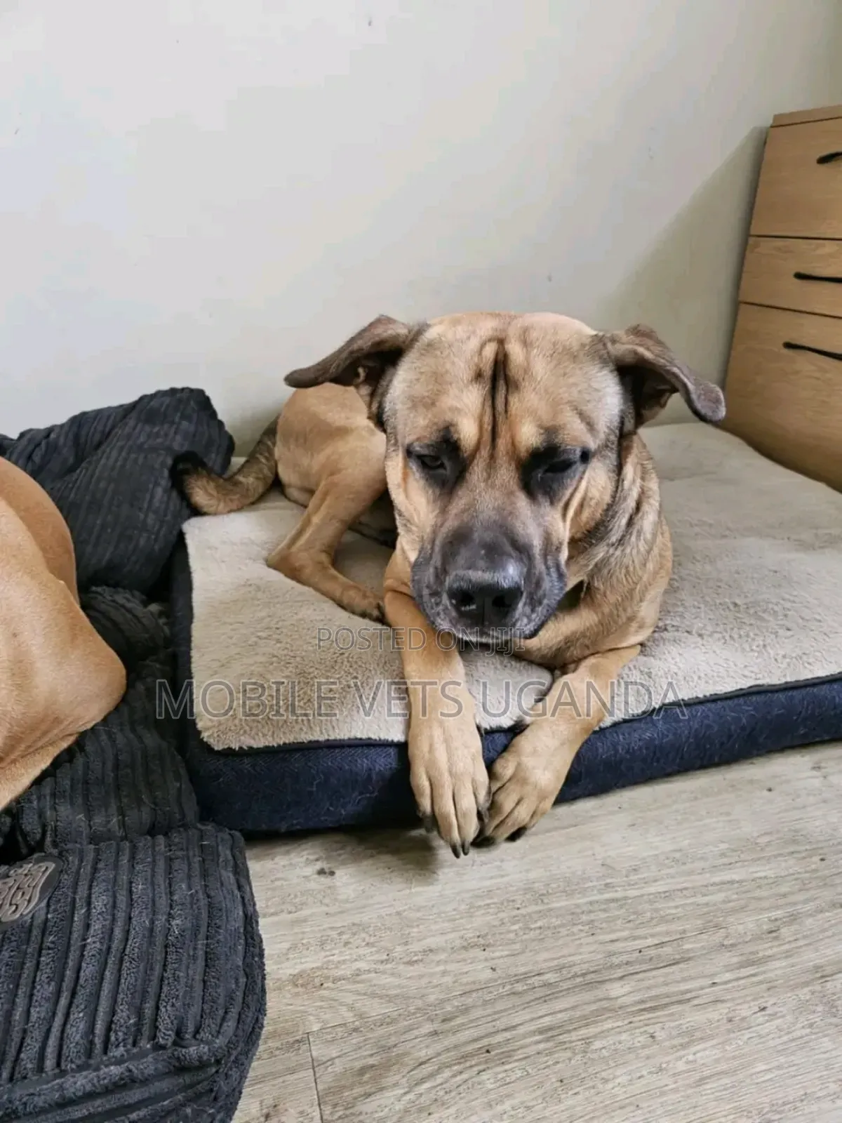 3-6 months Female Purebred Boerboel