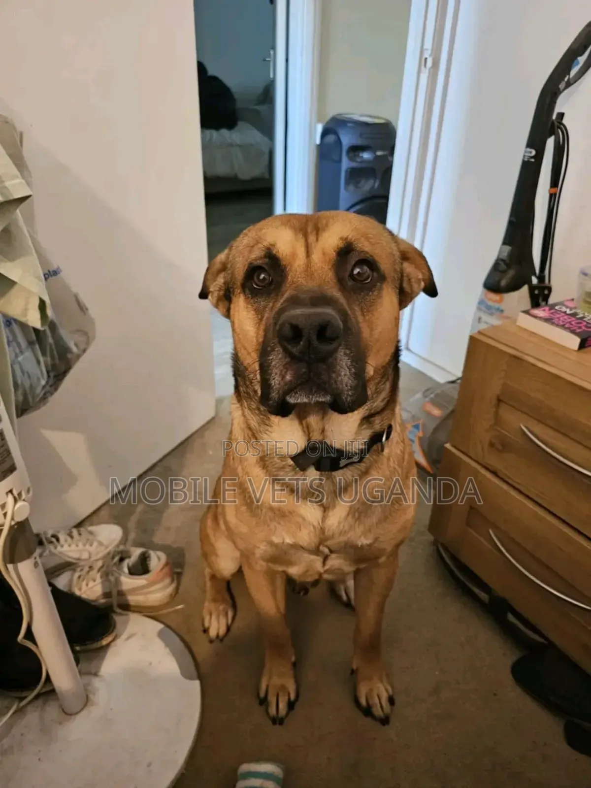 1+ year Male Purebred German Shepherd