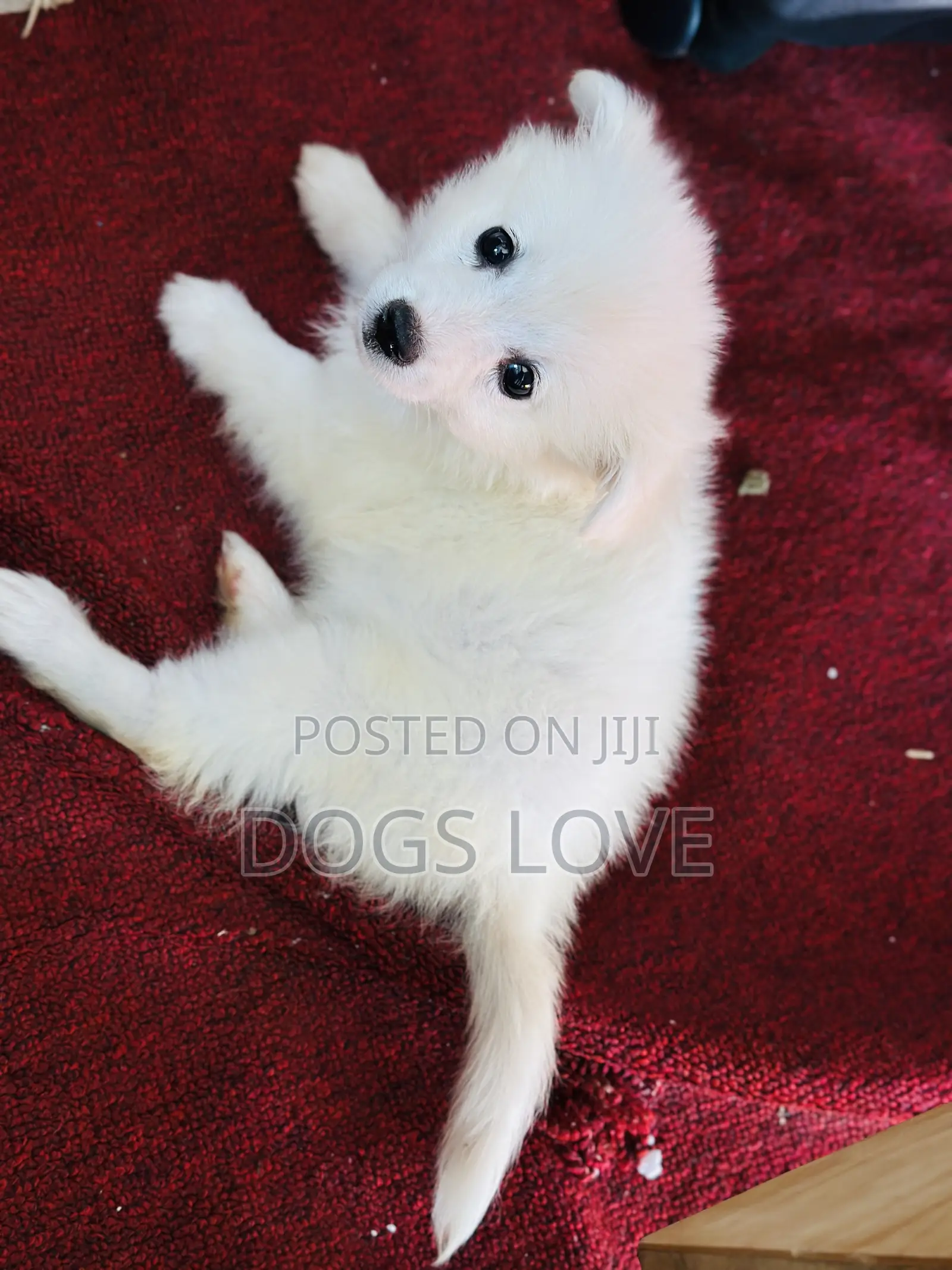 1-3 months Male Purebred Japanese Spitz