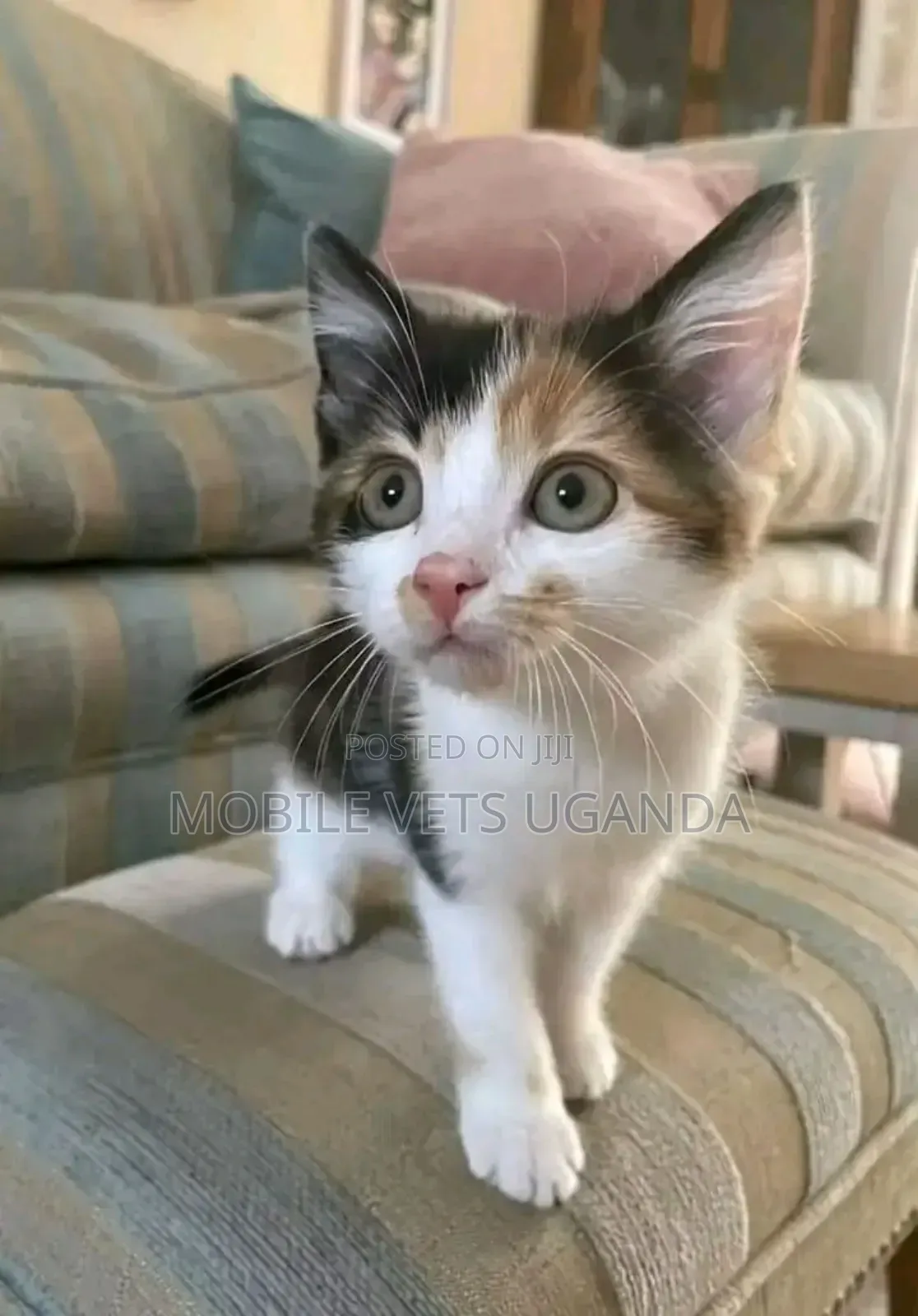 1-3 months Male Purebred Ragdoll