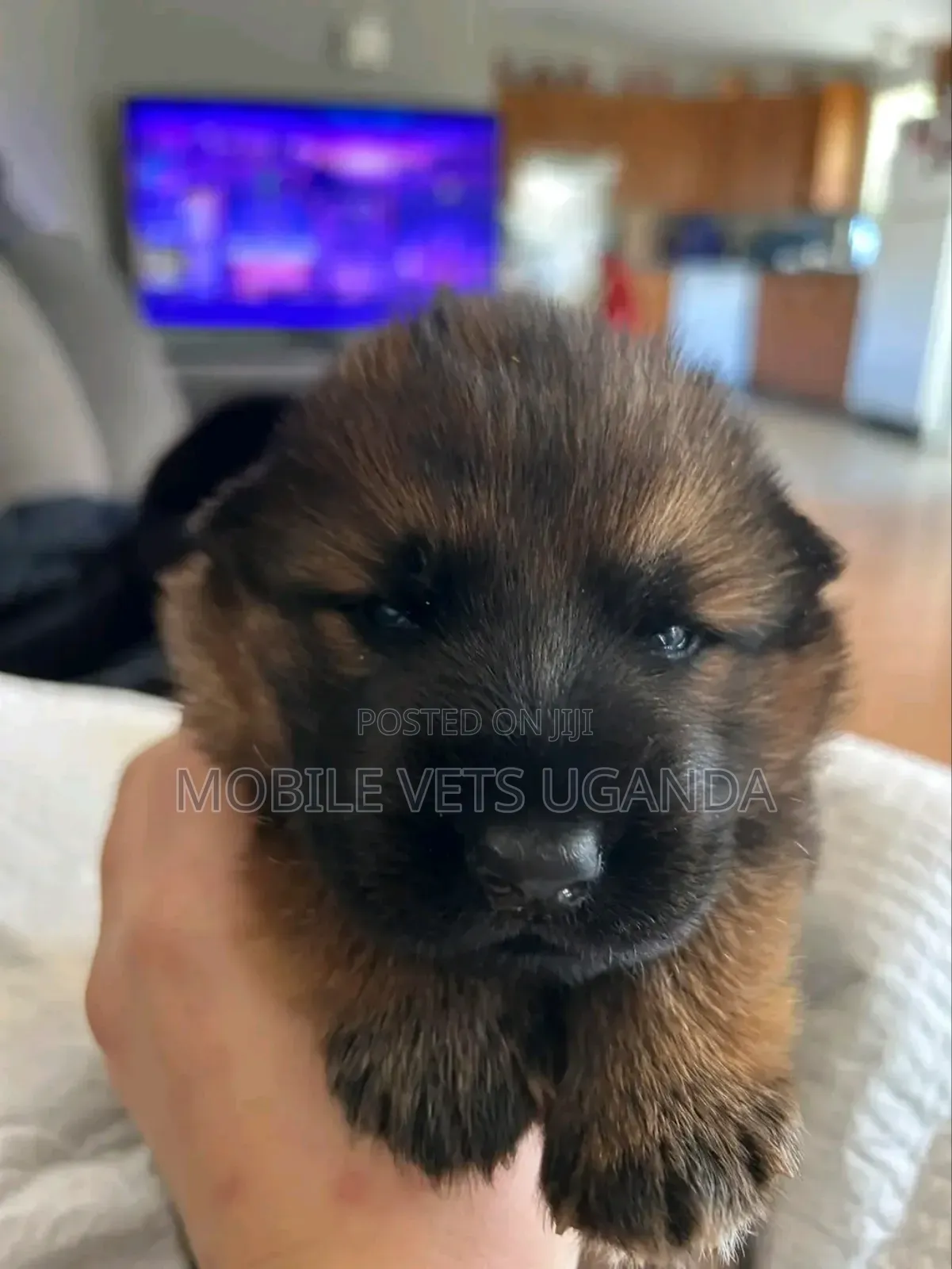 0-1 month Male Purebred German Shepherd