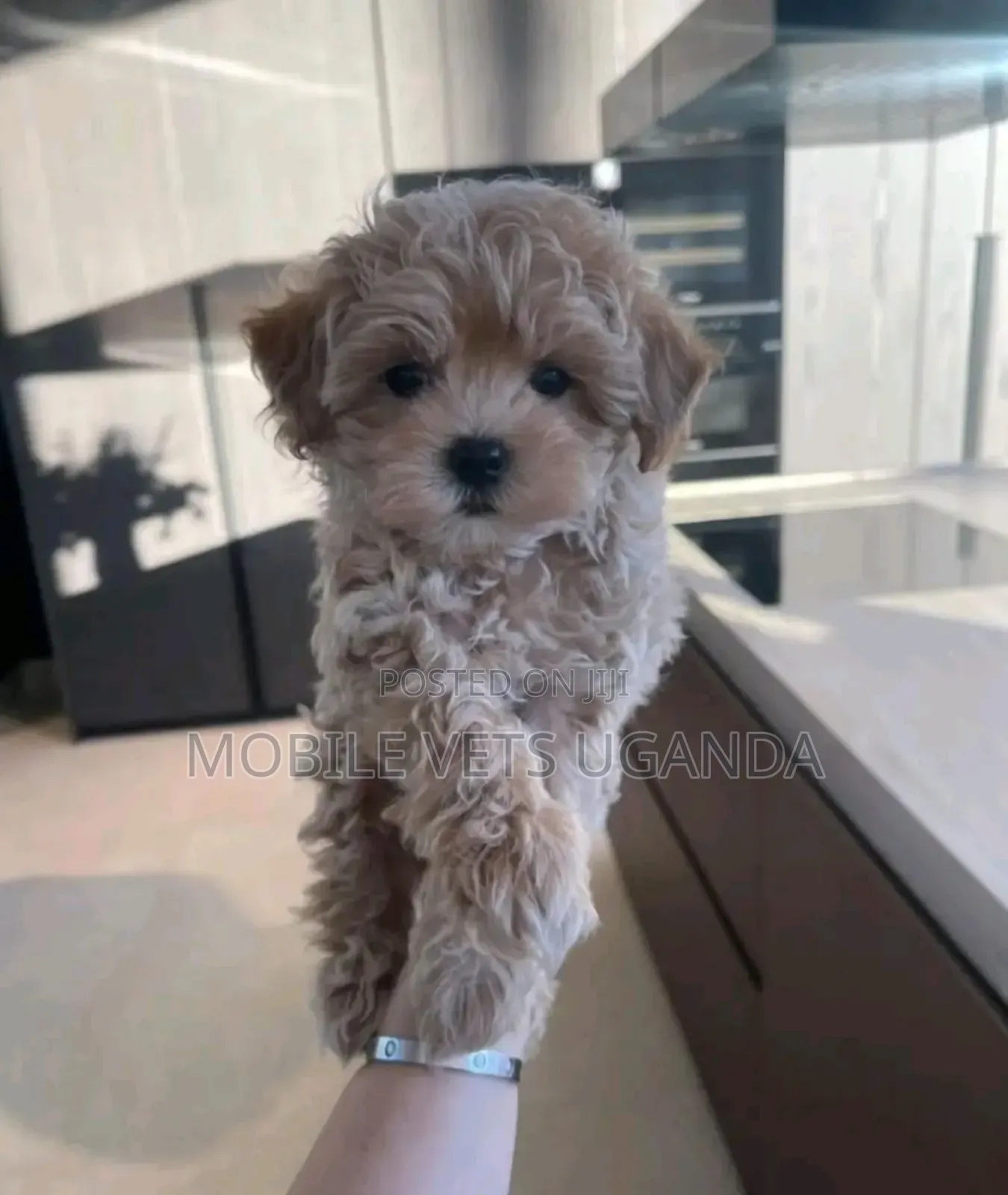 3-6 months Male Purebred Maltese