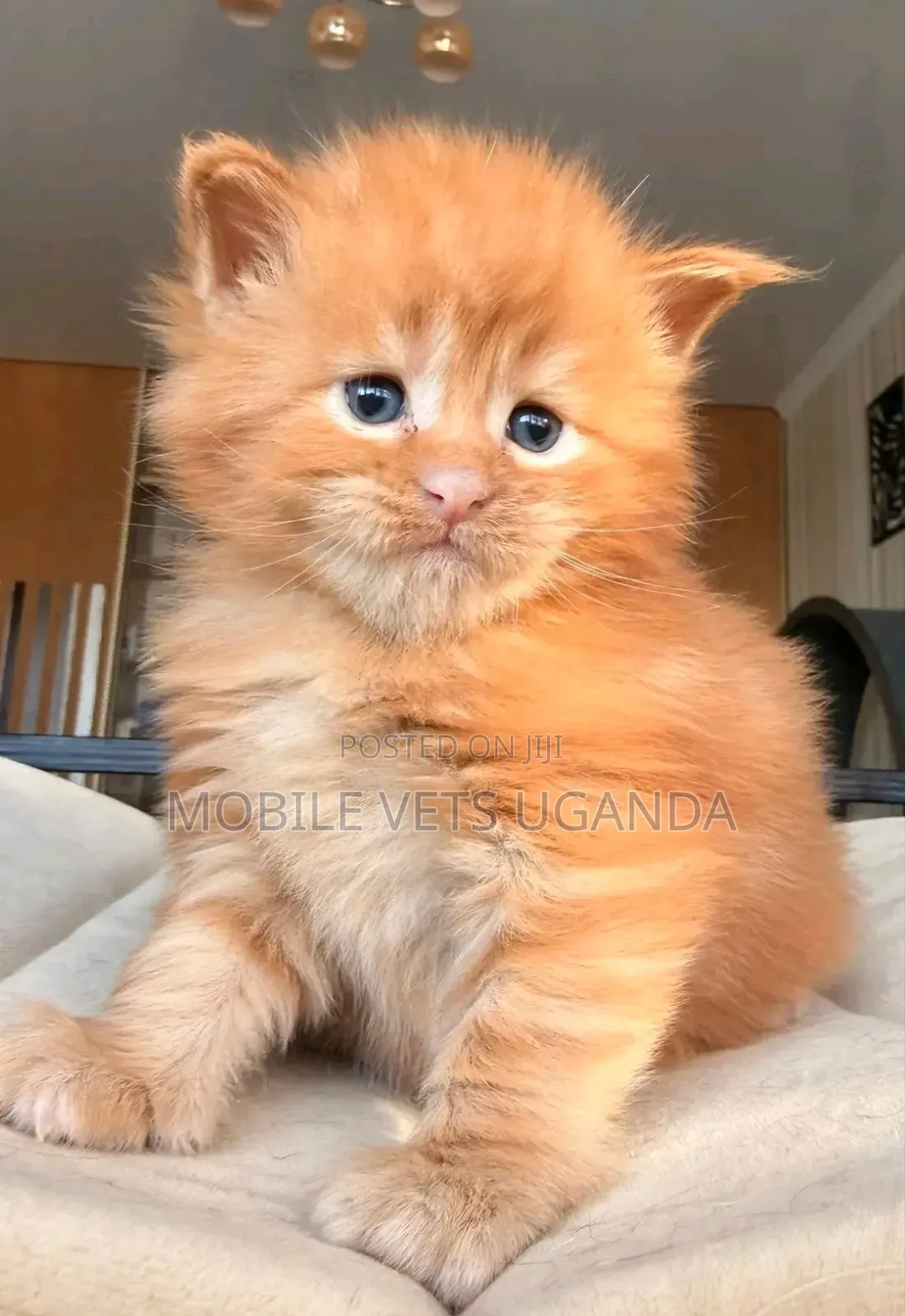 1-3 months Female Purebred American Shorthair