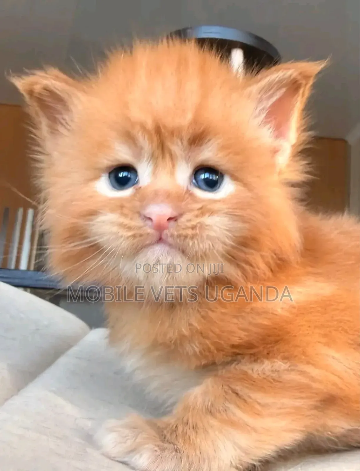 1-3 months Male Purebred American Shorthair