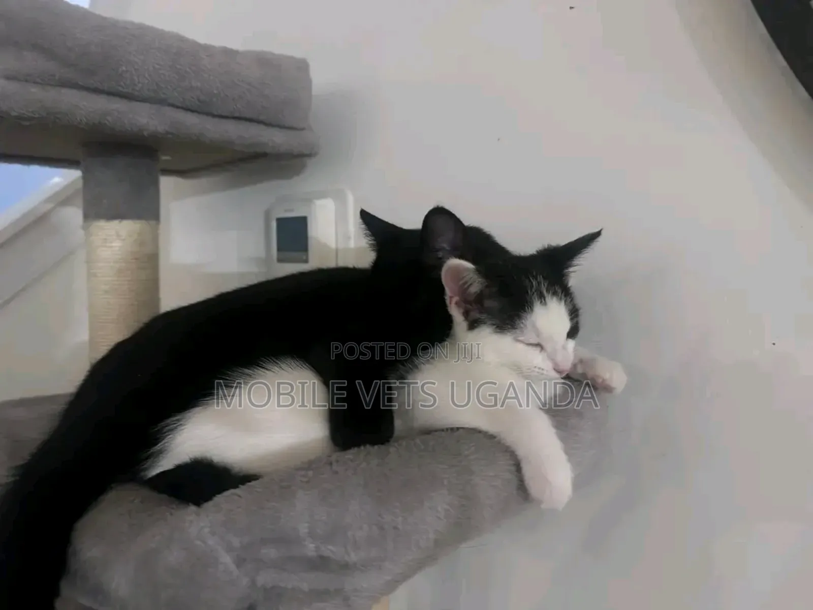 1-3 months Female Purebred Siamese
