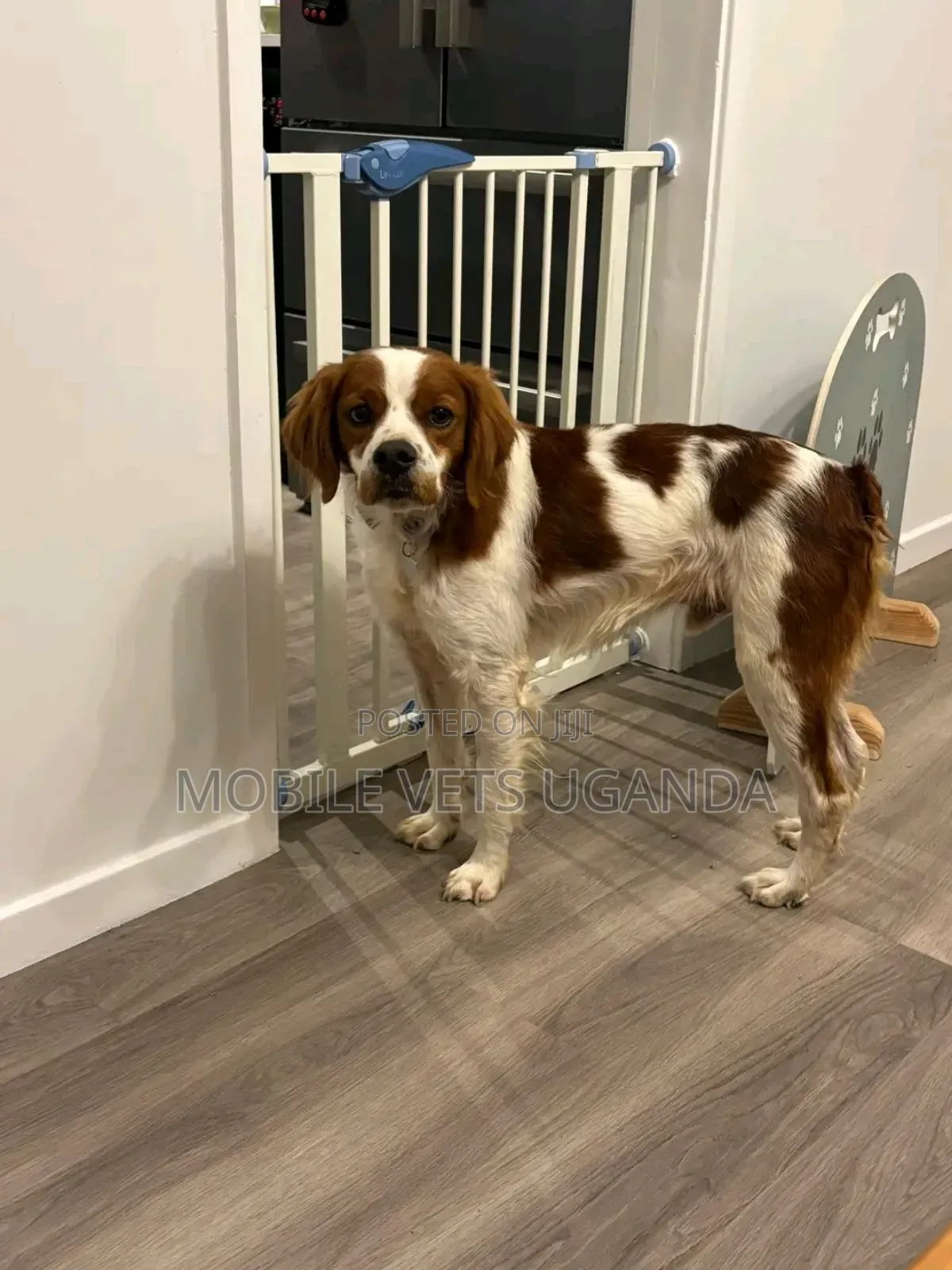 6-12 months Male Purebred English Springer Spaniel