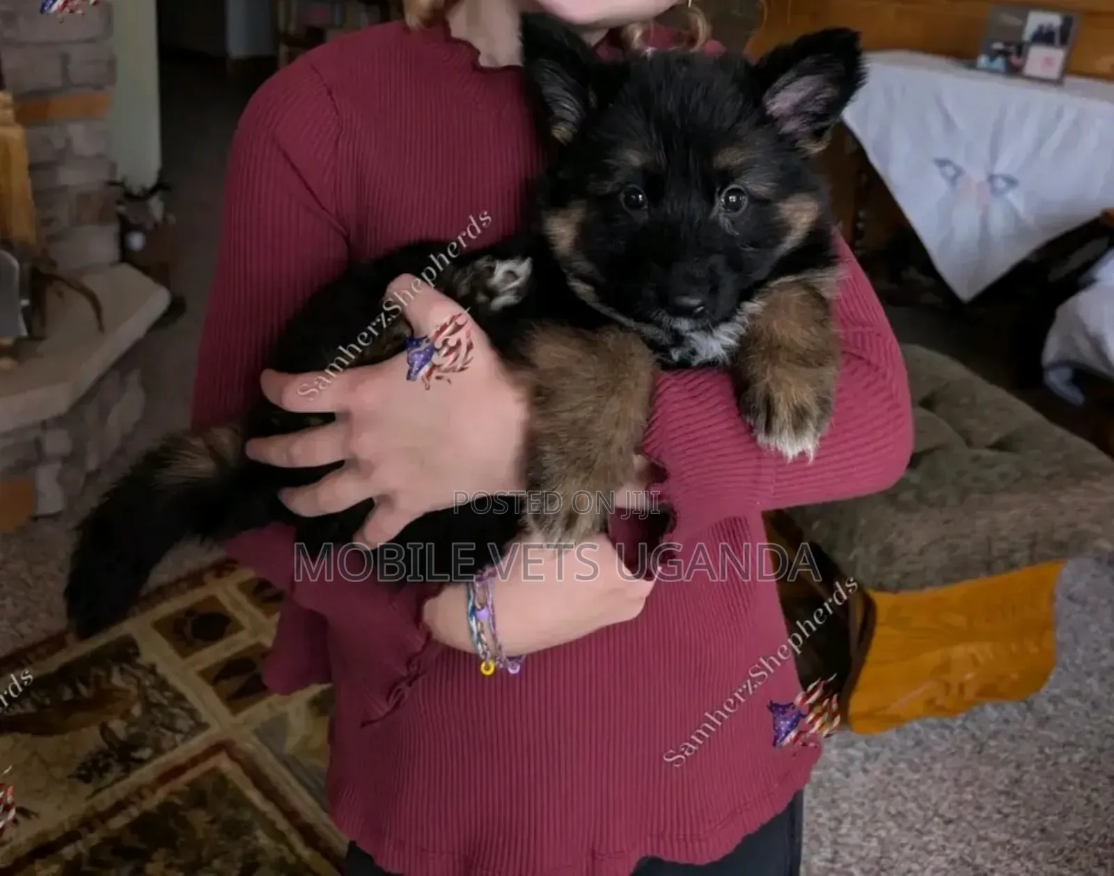 0-1 month Male Purebred German Shepherd
