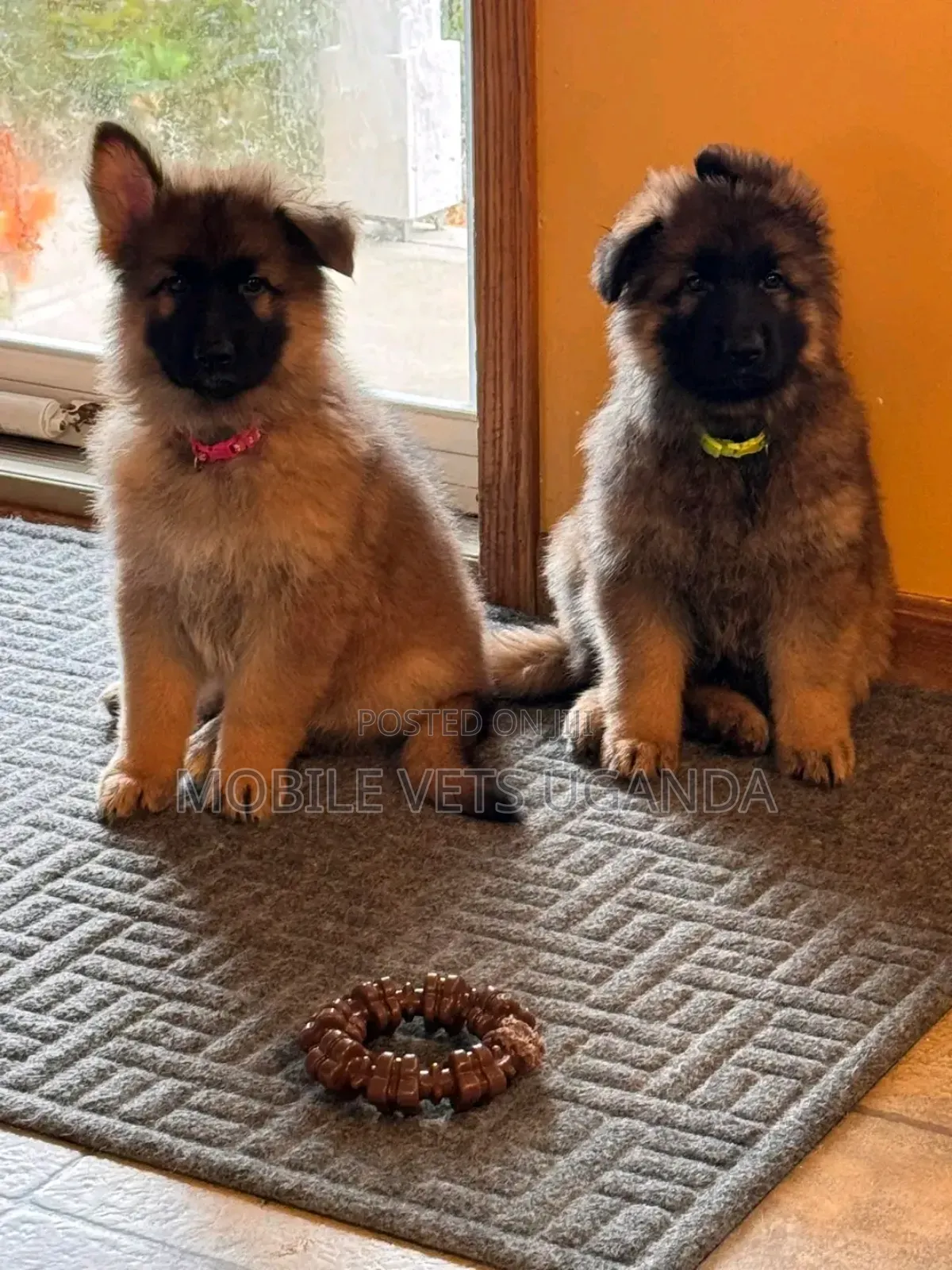 1-3 months Male Purebred German Shepherd