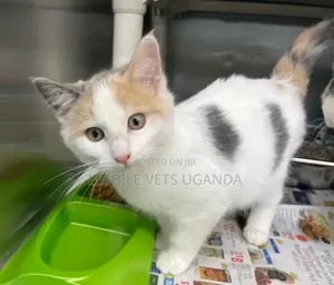 0-1 month Male Purebred Scottish Fold