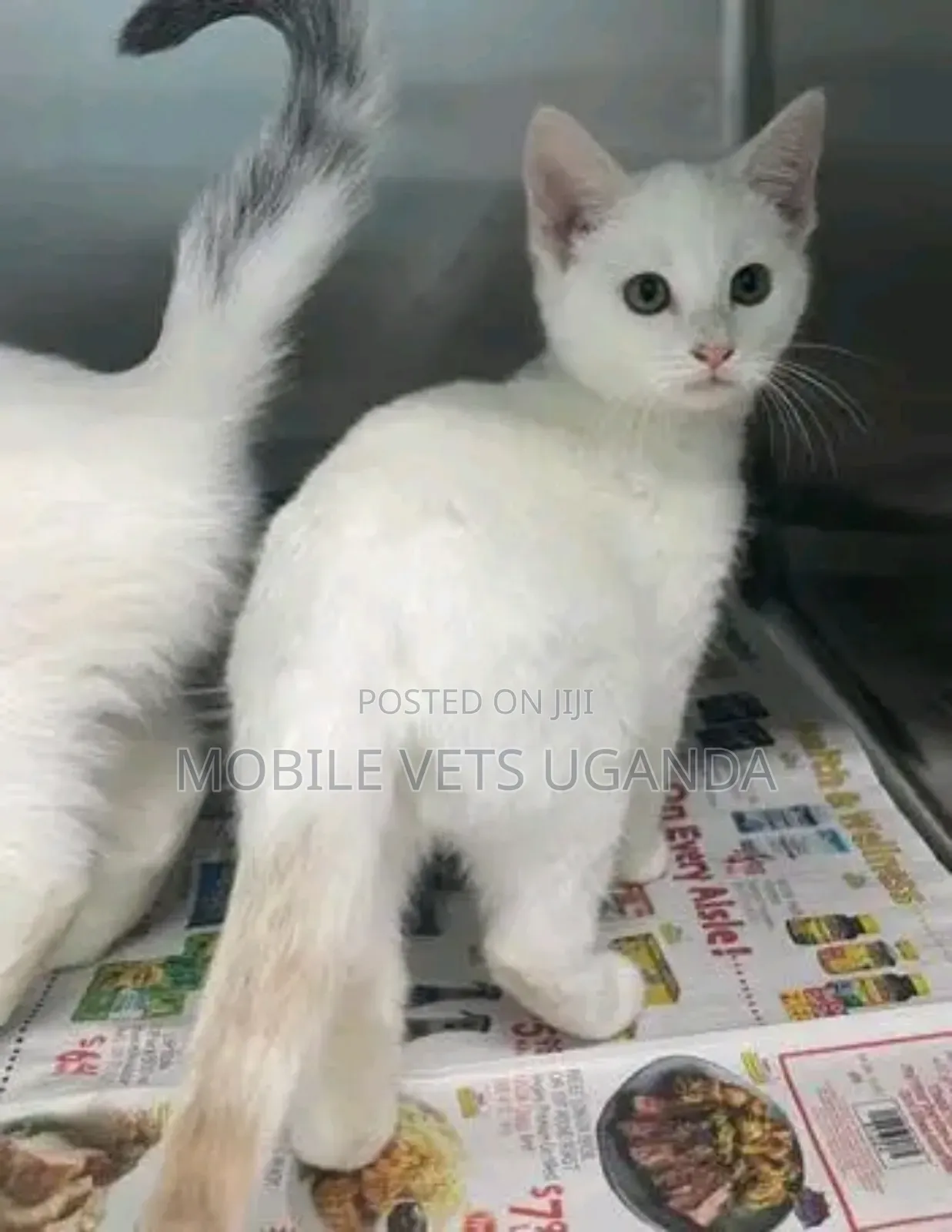 3-6 months Male Purebred Singapura