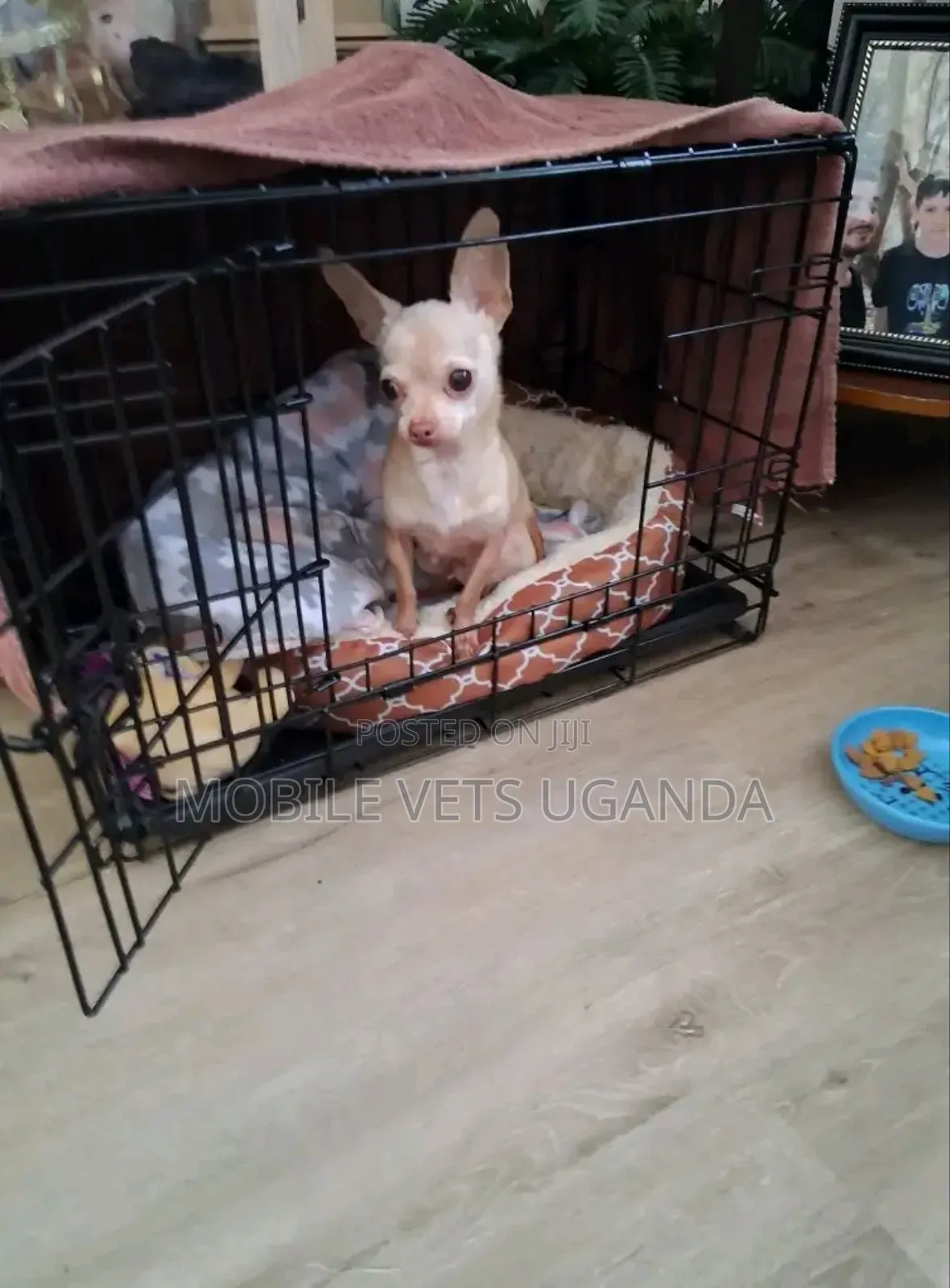 3-6 months Female Purebred Chihuahua