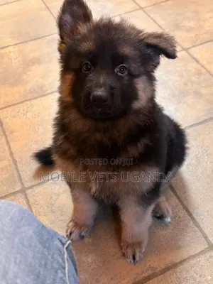 1-3 months Female Purebred German Shepherd