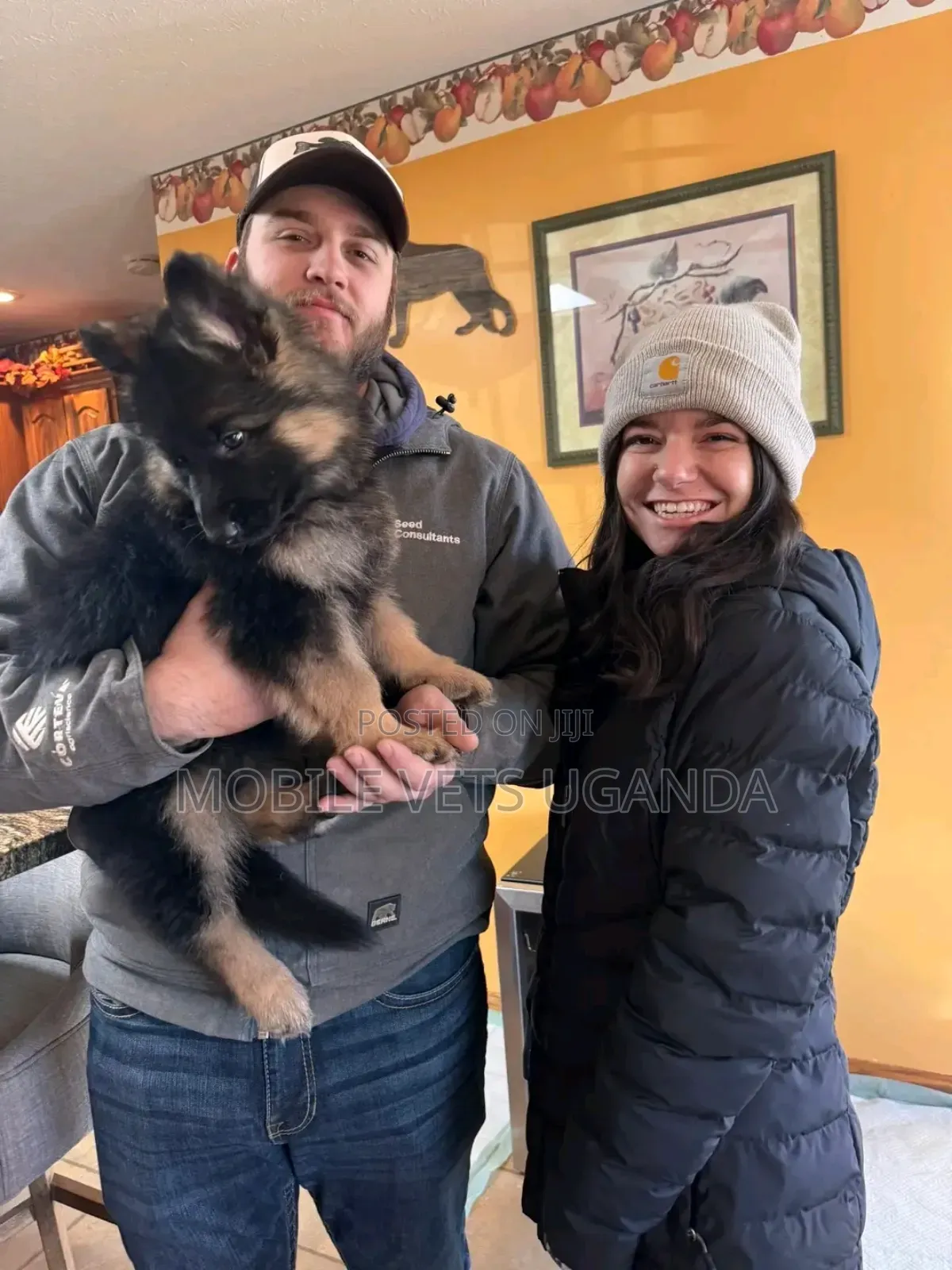 1-3 months Female Purebred German Shepherd
