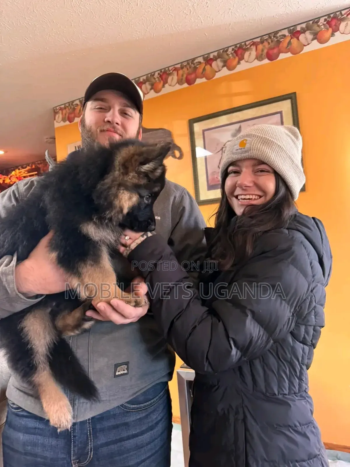 1-3 months Female Purebred German Shepherd