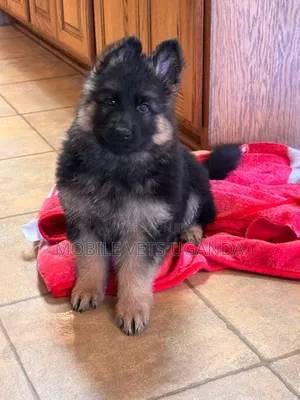 3-6 months Male Purebred German Shepherd