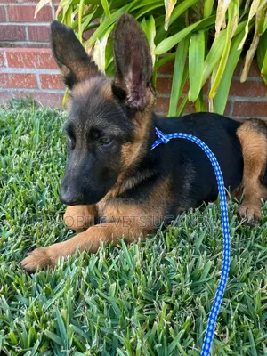 3-6 months Female Purebred German Shepherd