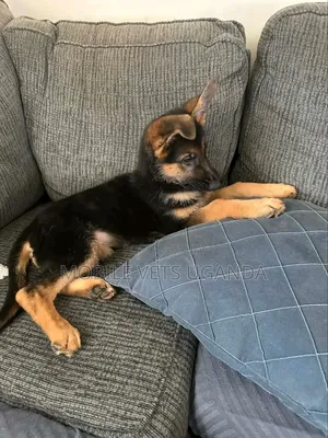 1-3 months Male Purebred German Shepherd